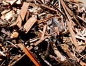 debris